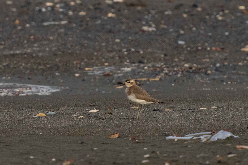 Caspian Plover